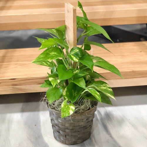 Landers Flowers St Joseph, MO Florist Savannah, MO Florist