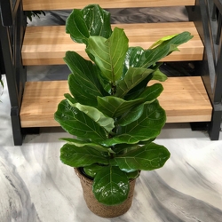 Fiddle Fig in Savannah, MO and St. Joseph, MO