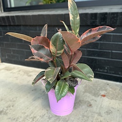 Ruby Ficus in Savannah, MO and St. Joseph, MO