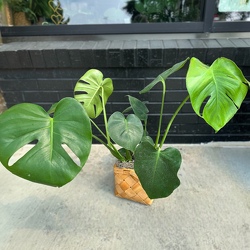 Split Leaf Philodendron in Savannah, MO and St. Joseph, MO