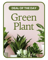 Green Plant Deal of the Day in Savannah, MO and St. Joseph, MO