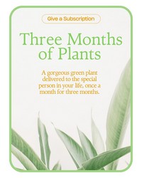 Plant Subscription (3) in Savannah, MO and St. Joseph, MO