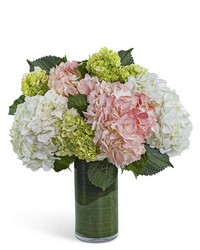 Hydrangea Glow in Savannah, MO and St. Joseph, MO