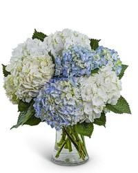 Lovely Lush Hydrangea in Savannah, MO and St. Joseph, MO