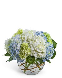 Modern Hydrangea in Savannah, MO and St. Joseph, MO