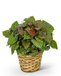 Arrowhead Plant in Basket in Savannah, MO and St. Joseph, MO