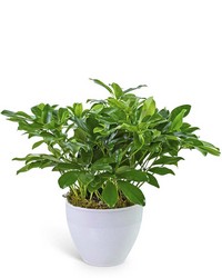 Arboricola Plant in Ceramic in Savannah, MO and St. Joseph, MO