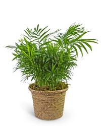 Palm Plant in Basket in Savannah, MO and St. Joseph, MO