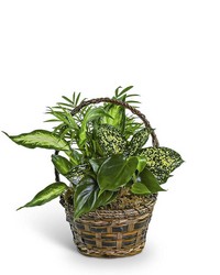 Tranquil Dish Garden in Basket in Savannah, MO and St. Joseph, MO
