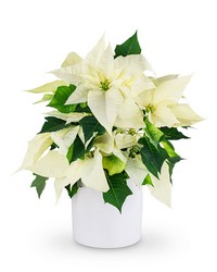 White Poinsettia Plant in Savannah, MO and St. Joseph, MO