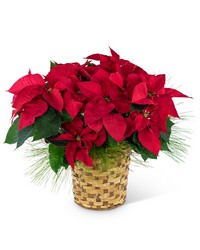 Red Poinsettia Basket in Savannah, MO and St. Joseph, MO