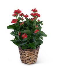 Red Kalanchoe Plant in Savannah, MO and St. Joseph, MO