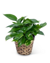 Pothos Plant in Basket in Savannah, MO and St. Joseph, MO