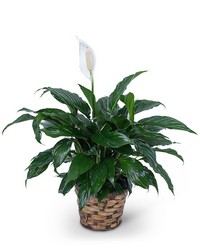 Peace Lily Plant in Savannah, MO and St. Joseph, MO