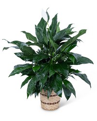 Medium Peace Lily Plant in Savannah, MO and St. Joseph, MO