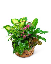Medium Blooming Dish Garden in Savannah, MO and St. Joseph, MO