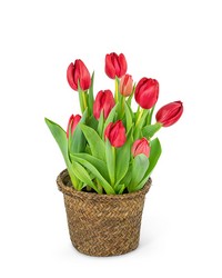 Potted Tulip Plant in Savannah, MO and St. Joseph, MO