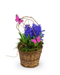 Hyacinth Plant in Basket in Savannah, MO and St. Joseph, MO