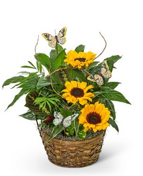 Dish Garden with Sunflowers and Butterflies in Savannah, MO and St. Joseph, MO
