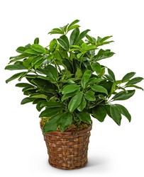 Miniature Schefflera Plant in Savannah, MO and St. Joseph, MO