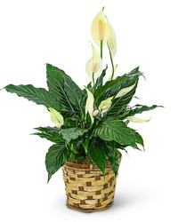 Tranquility Peace Lily Plant in Savannah, MO and St. Joseph, MO