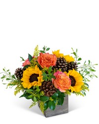 Harvest Sunburst Harmony in Savannah, MO and St. Joseph, MO
